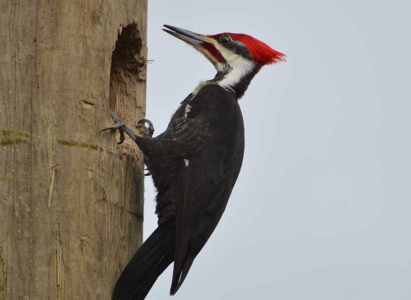 Spiritual meaning with woodpecker