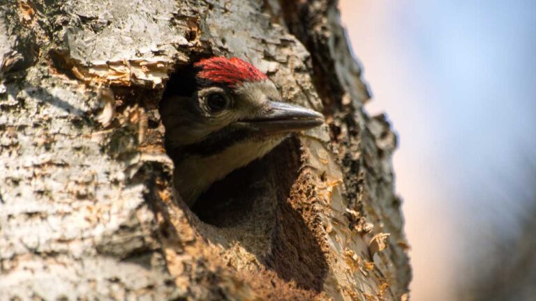 Spiritual Meaning Woodpecker: Symbolism As Spirit Animal