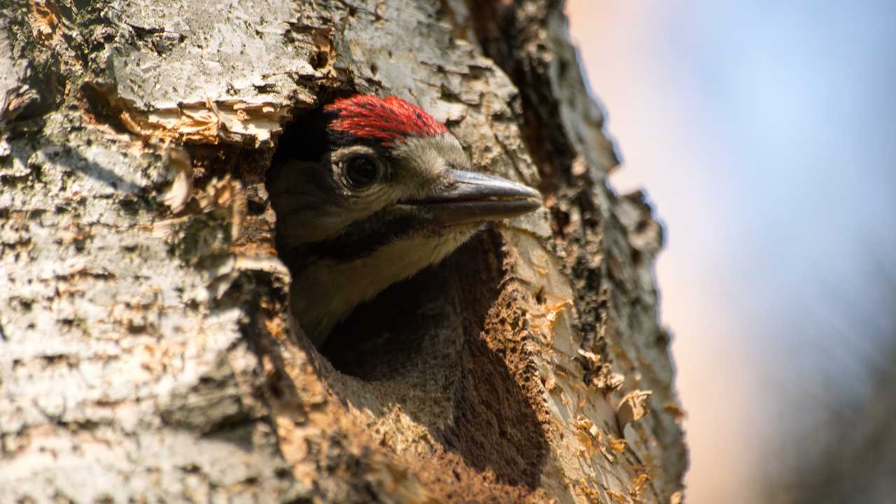 Spiritual Meaning Woodpecker