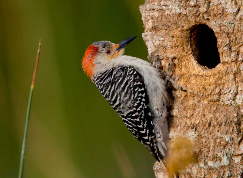 The Symbolism Of Woodpeckers In Different Cultures And Spiritual Beliefs