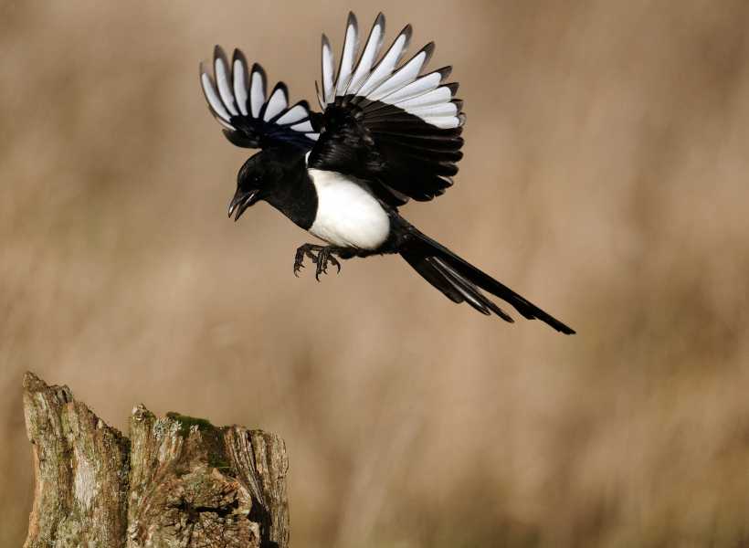 Cultivating A Connection With Magpies For Guidance And Support In Your Spiritual Journey