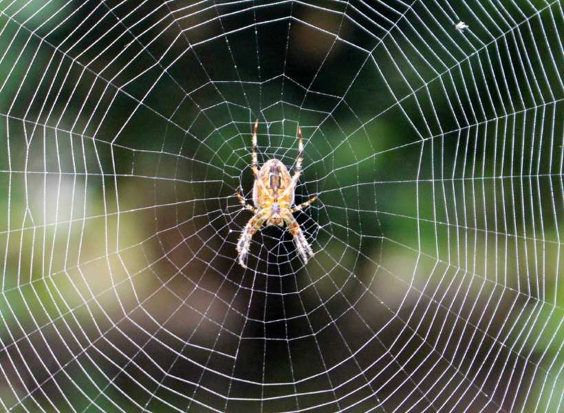 What is spiritual meaning of spider