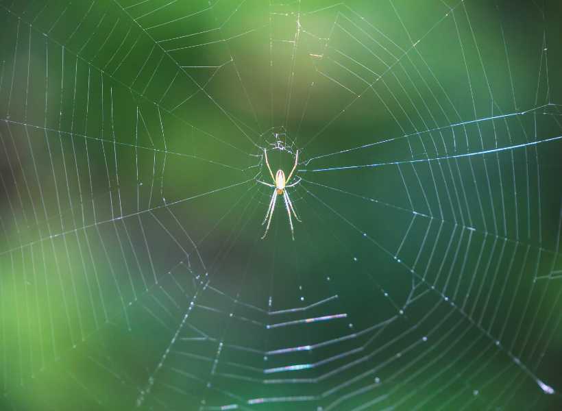 What spiritual meaning of spider