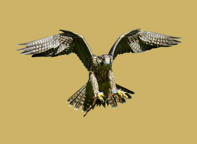 White falcon spiritual meaning