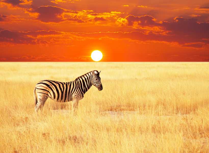 Dreaming Of A Zebra Spiritual Meaning: Zebra Dreams