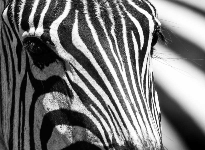 How The Zebra's Unique Black And White Stripes Reflect Individuality And Uniqueness