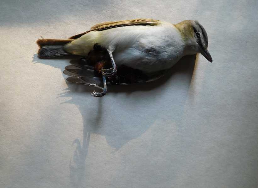 Symbolic Meanings Of Finding A Dead Bird