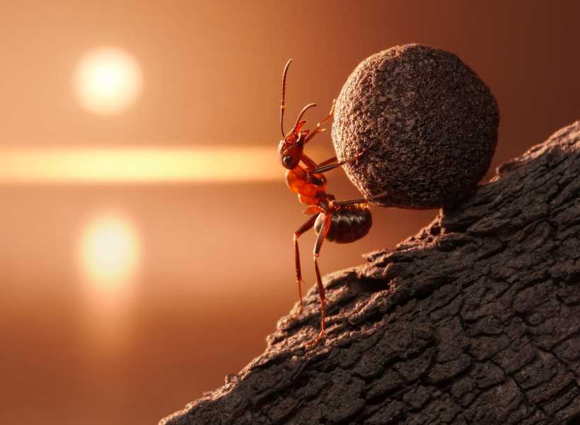 How To Incorporate The Energy Of Ants Into Our Spiritual Practices