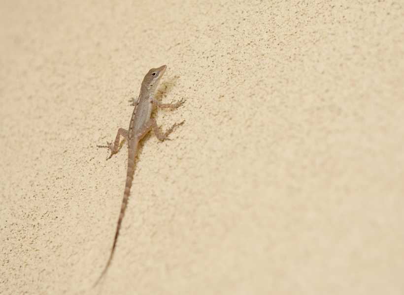 Baby gecko spiritual meaning