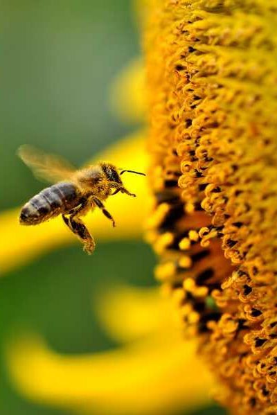 Spiritual Meaning For Bees
