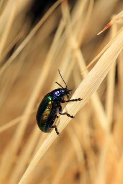 Black beetle spiritual meaning