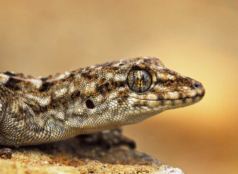 The Spiritual Significance Of Seeing A Leopard Gecko: See A Gecko Mean