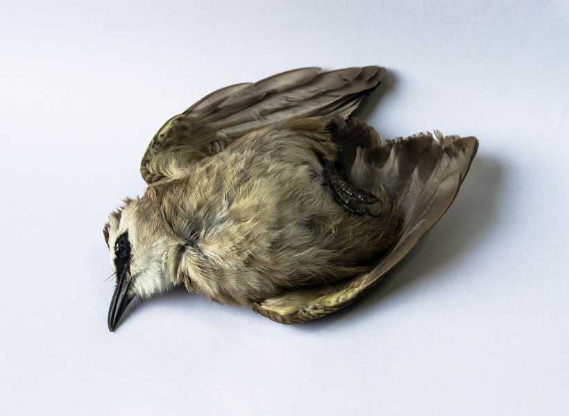Understanding The Spiritual Symbolism Of Dead Birds