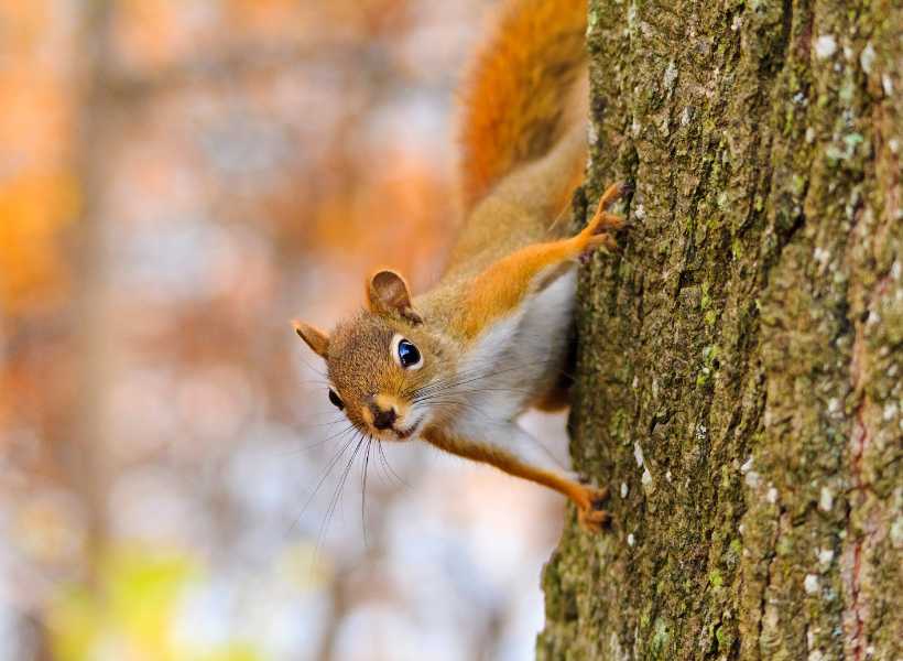 Interpreting Squirrel Dreams: What Do They Mean For Your Spiritual Journey?