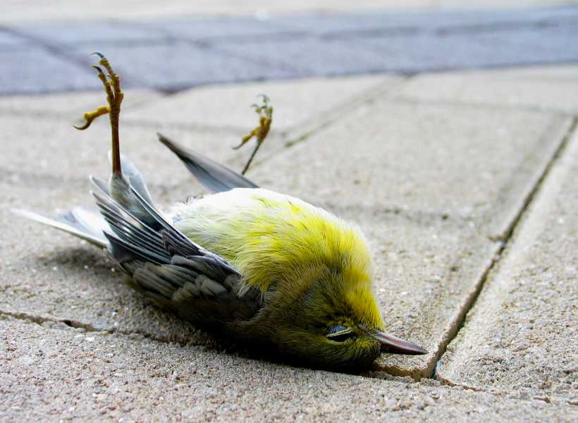 Symbolism Of Dead Birds In Different Cultures And Spiritual Beliefs
