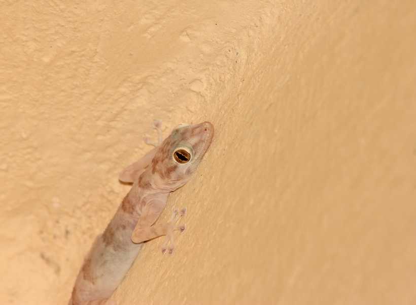 Green gecko spiritual meaning