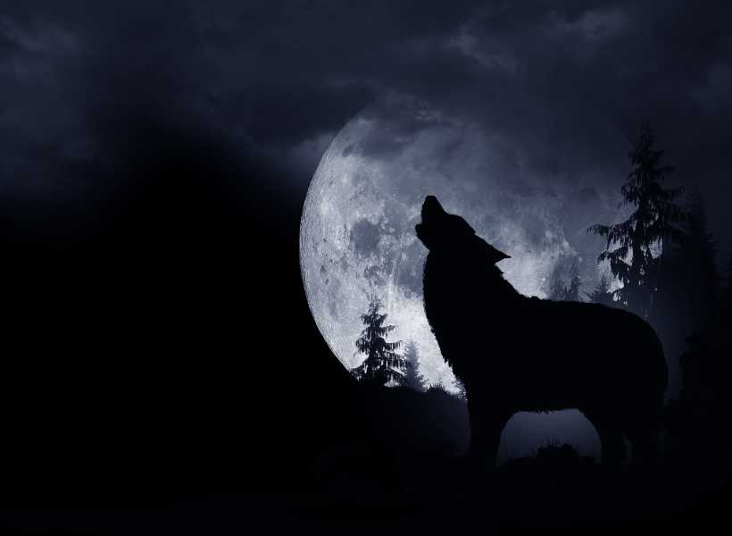 Grey wolf spiritual meaning