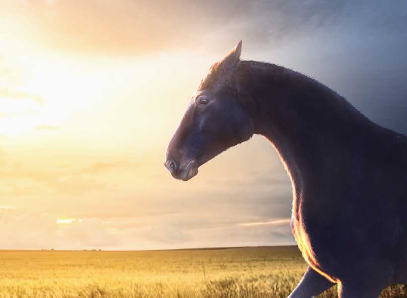 Incorporating Horse Imagery Into Spiritual Practices
