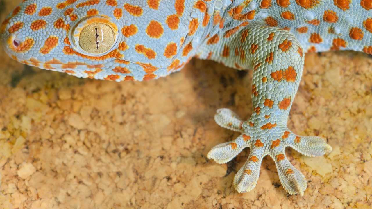 Leopard Gecko Spiritual Meaning