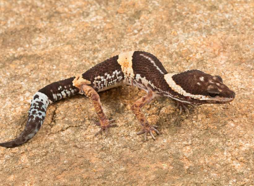 Meditation And Visualization Exercises Involving Leopard Geckos