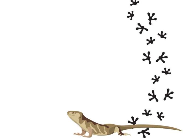 Spiritual Meaning Lizard Spirit Animal Symbolism