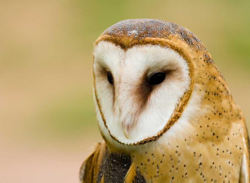 Spiritual Significance Of Seeing Owls