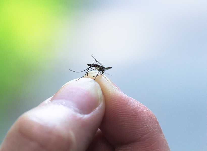 Understanding The Lessons And Messages That Mosquitoes Bring Into Our Lives