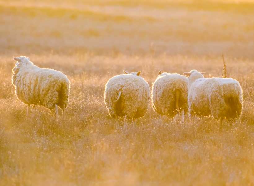 Sheep as followers and the role of the shepherd in spiritual teachings