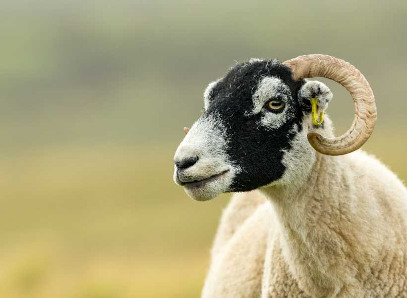 Sheep As A Symbol Of Innocence And Purity