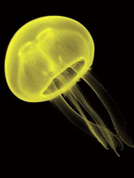 Spirit meaning jellyfish