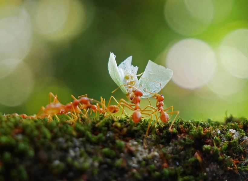 Spiritual meaning about ants