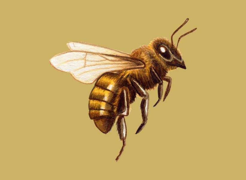 Spiritual meaning about bees