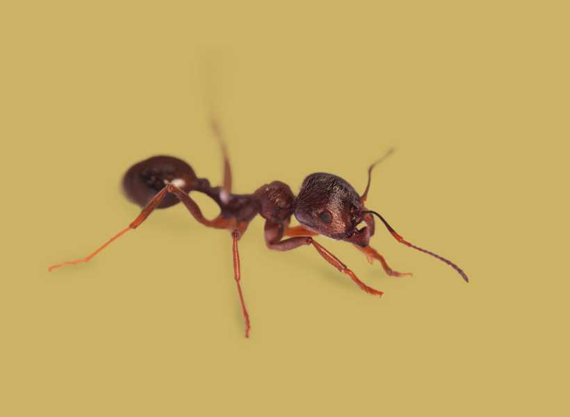 Spiritual meaning ant bite
