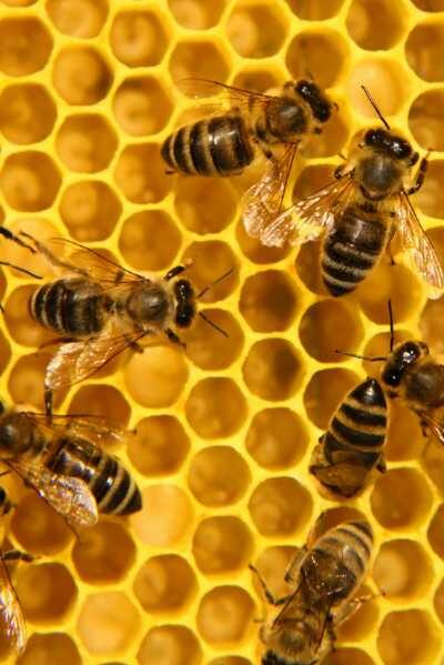 Connecting With The Energy Of Bees Through Meditation Or Ritual