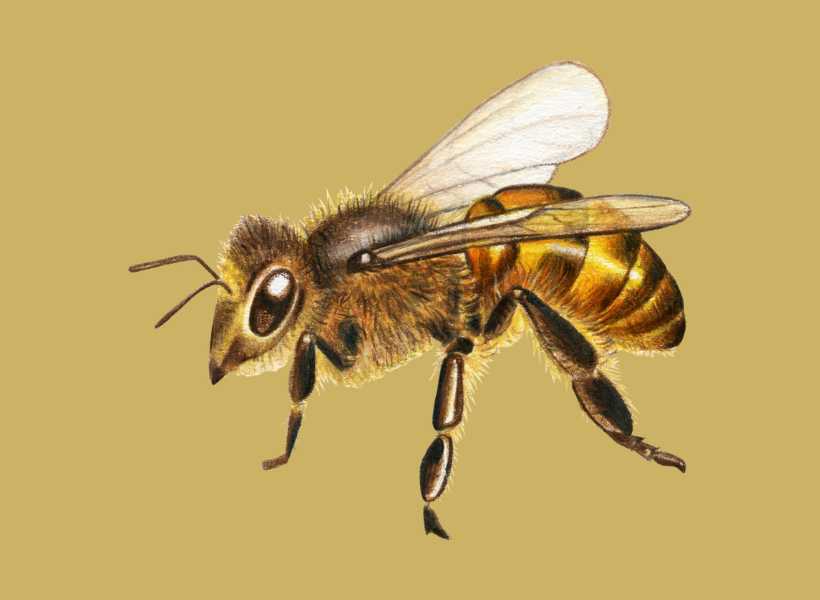 Spiritual meaning behind bees