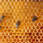 Spiritual Meaning For Bees: Symbolism And Meaning