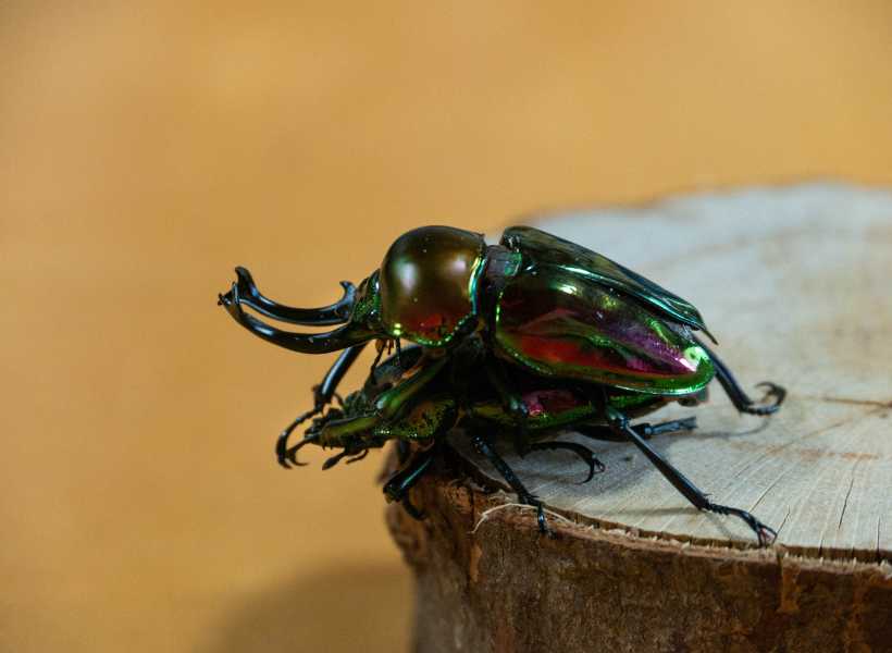 Spiritual meaning green beetle