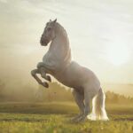 Spiritual Meaning Horse: Spirit Animal Symbolic Meaning