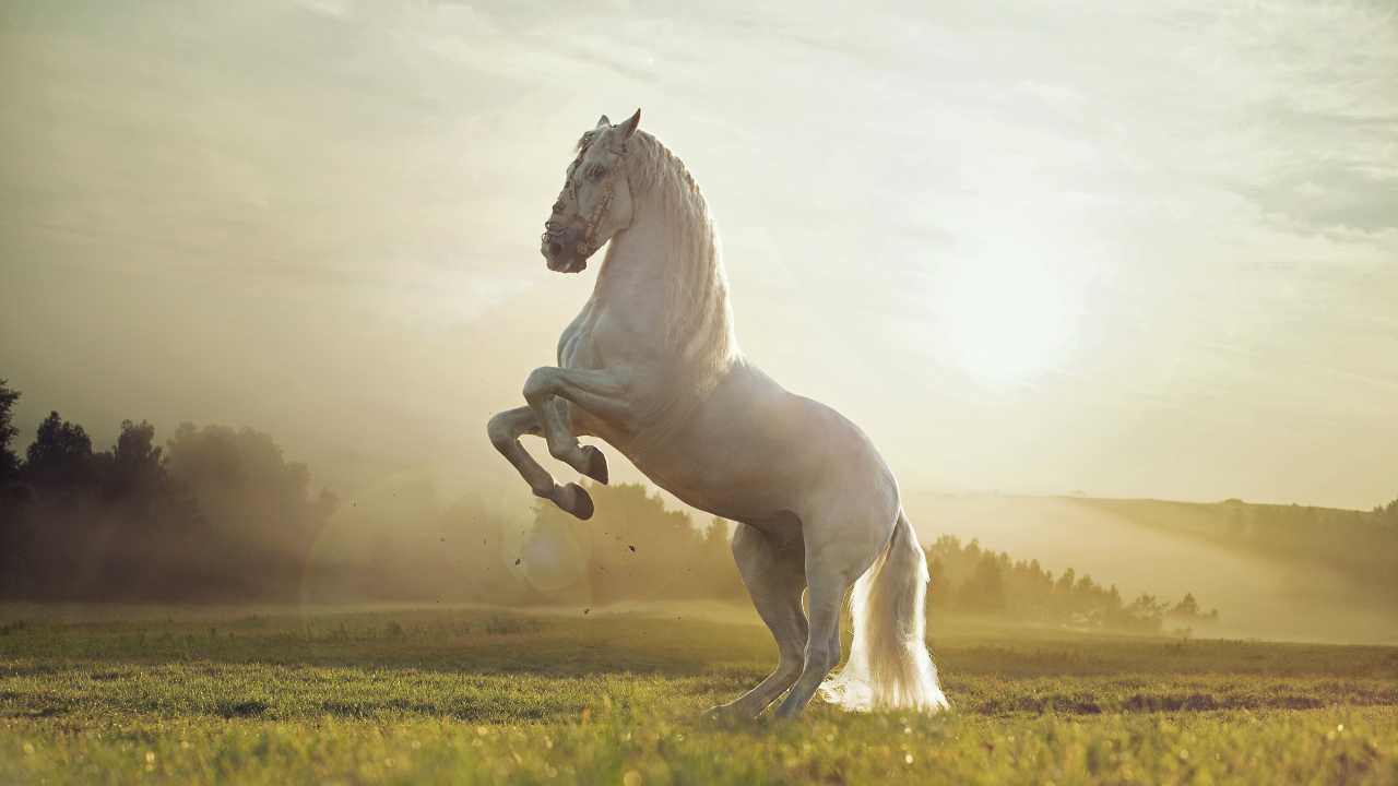 Spiritual Meaning Horse