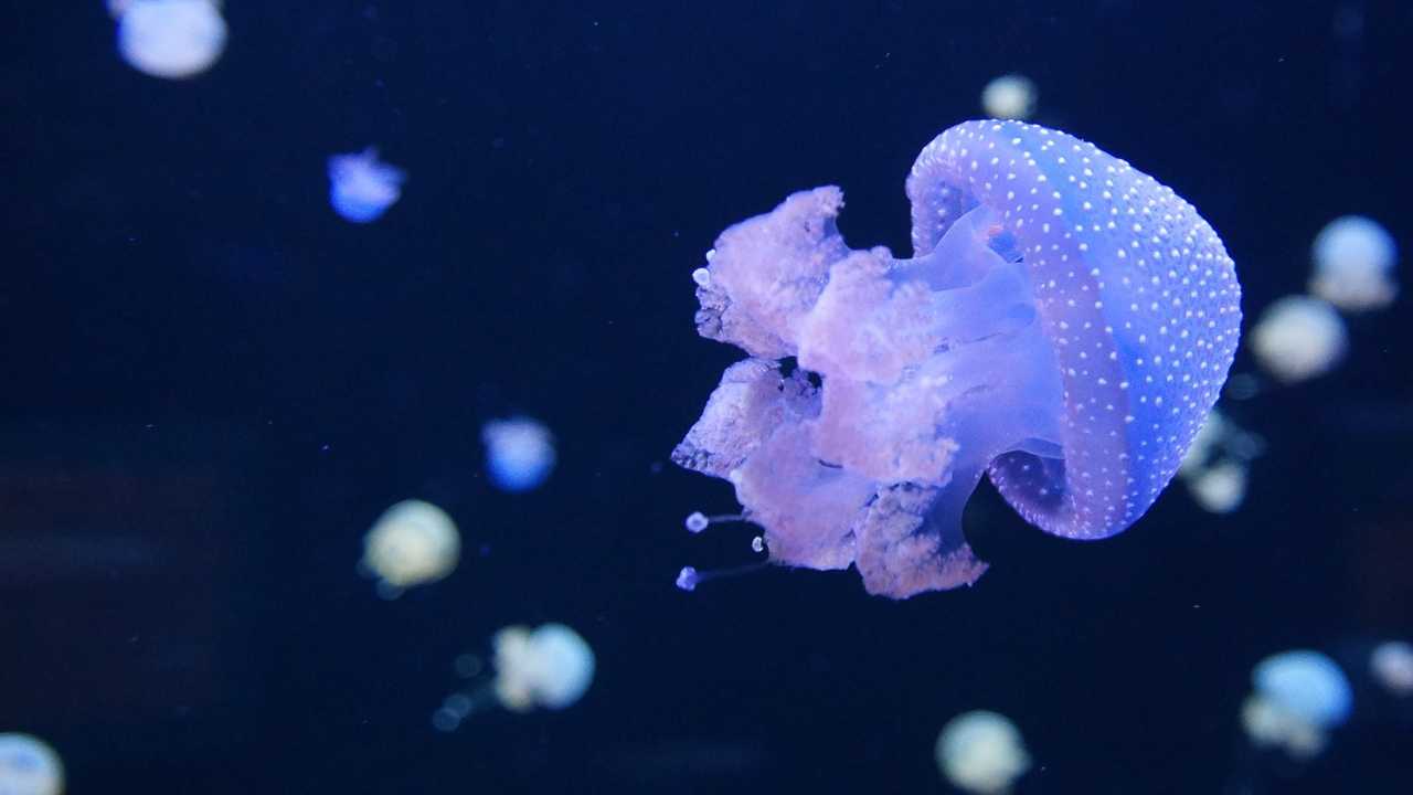 Spiritual Meaning Jellyfish