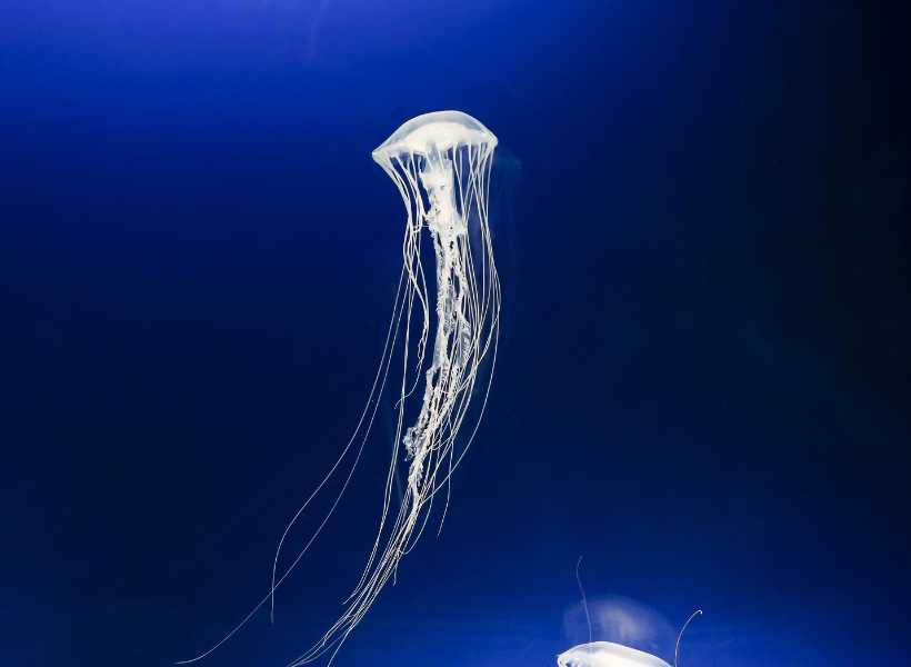 Spiritual meaning of jellyfish sting