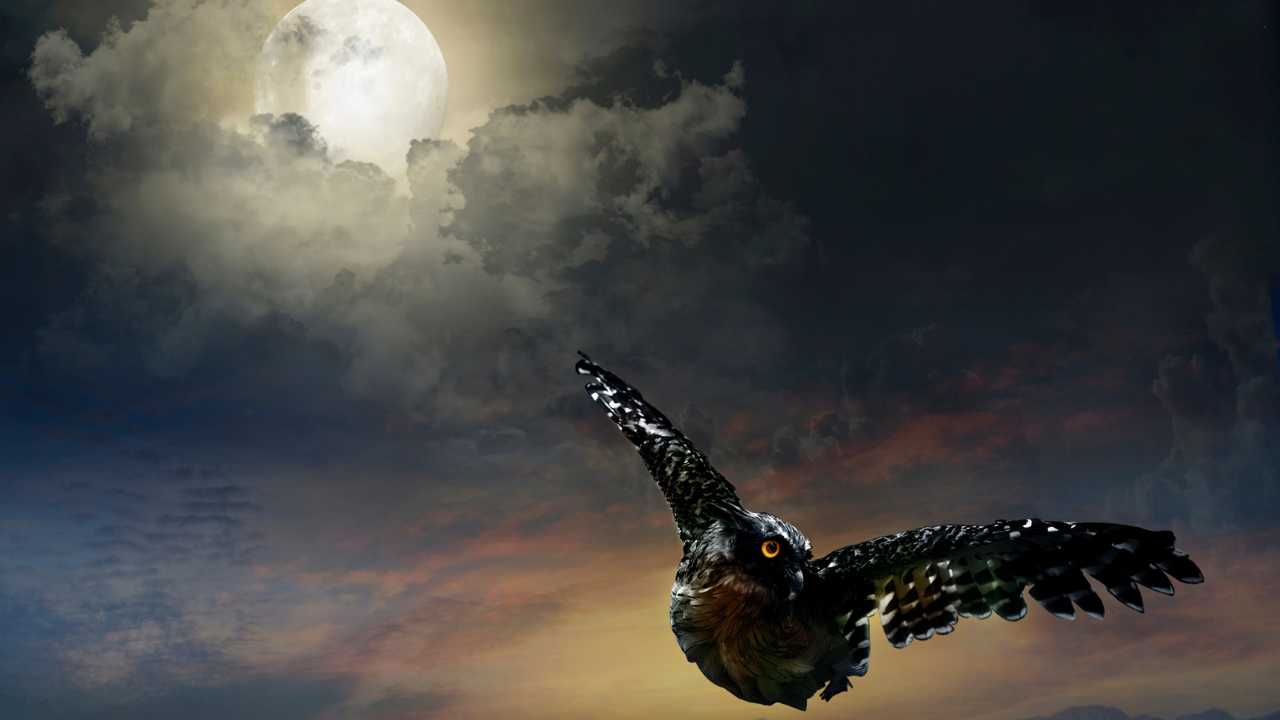 Spiritual Meaning Of Owls