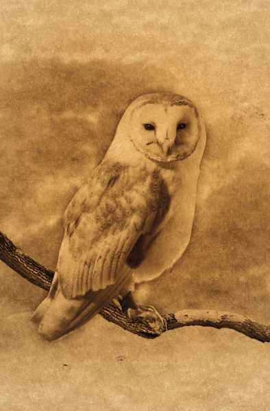 Spiritual meaning owl