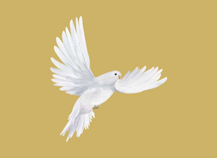 Spiritual meaning pigeon bible