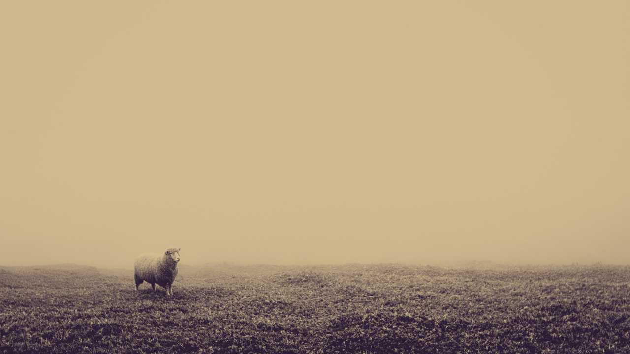 Spiritual meaning sheep