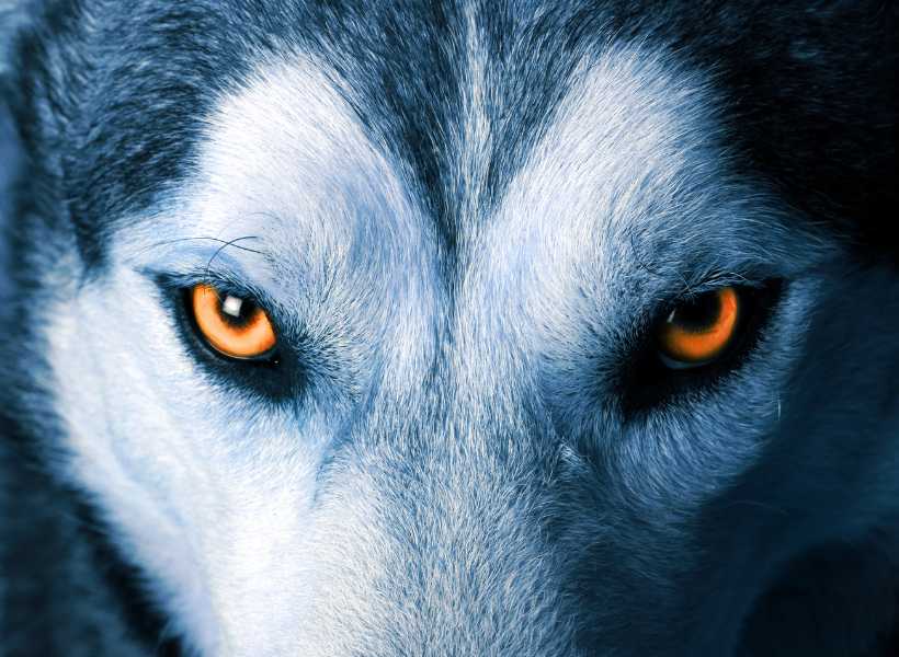 Spiritual meaning wolves