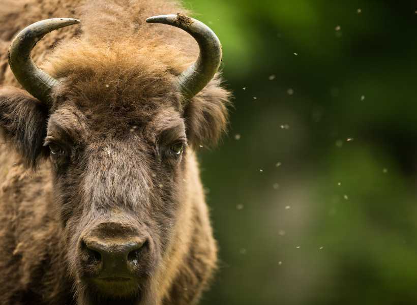 Bison Symbolism Meaning In Different Culture