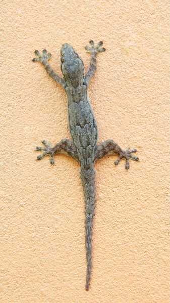 White gecko spiritual meaning