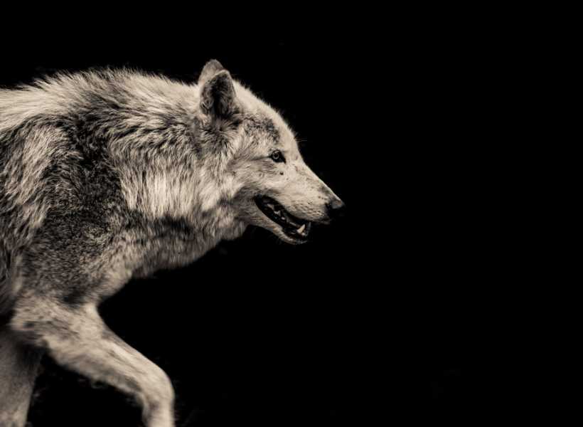 What Does It Mean When You See A Wolf Cross Your Path?