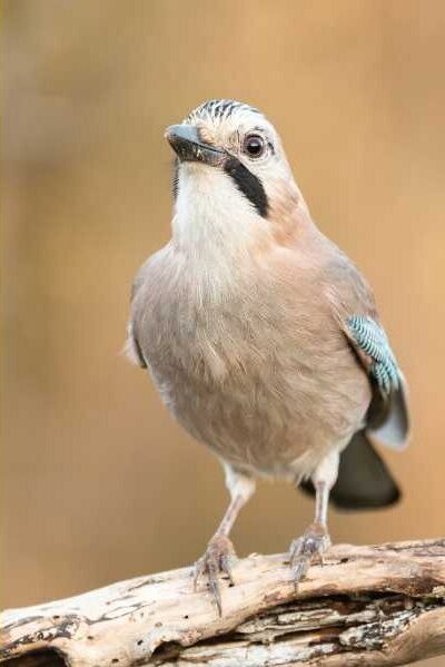 Brown Jay Bird Meaning